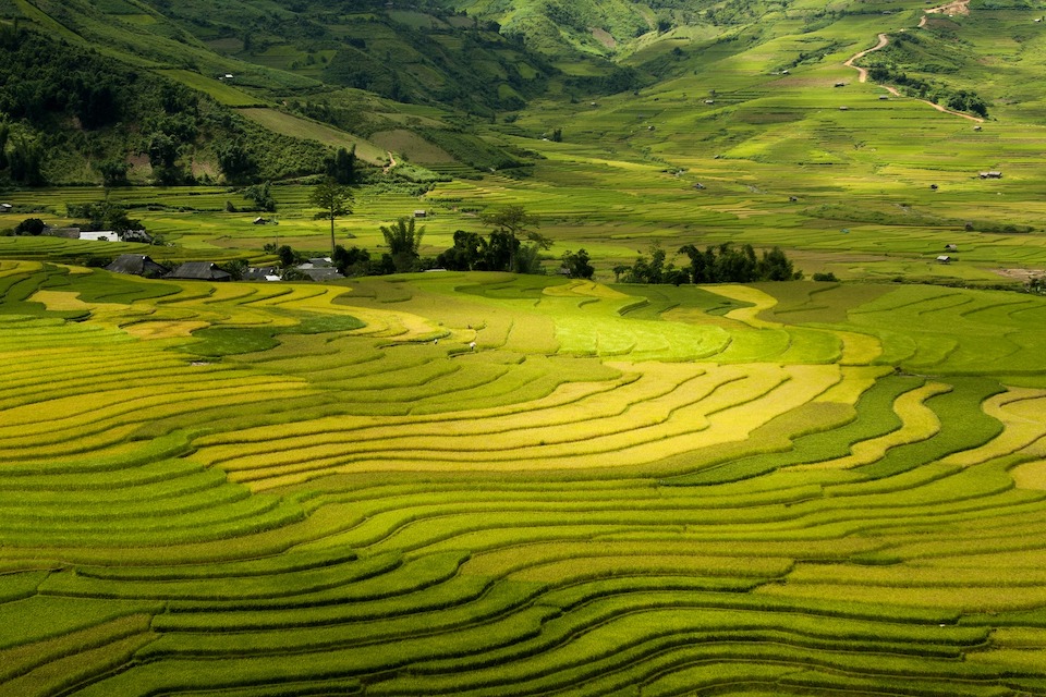 Terraces in Sapa