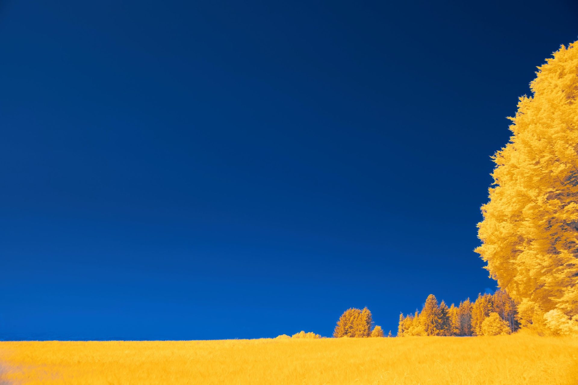 Yellow Field