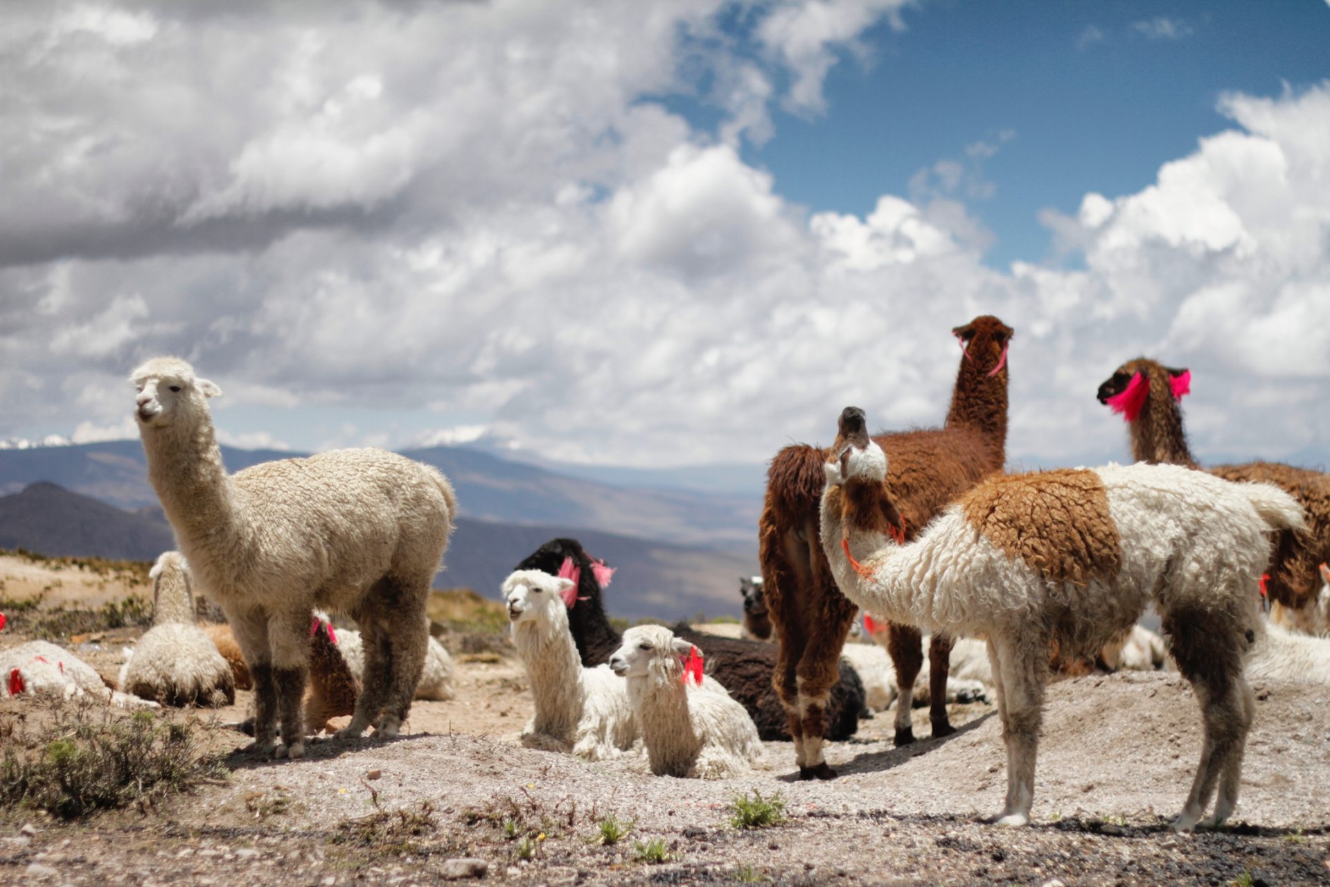 South America: Unveiling a Continent