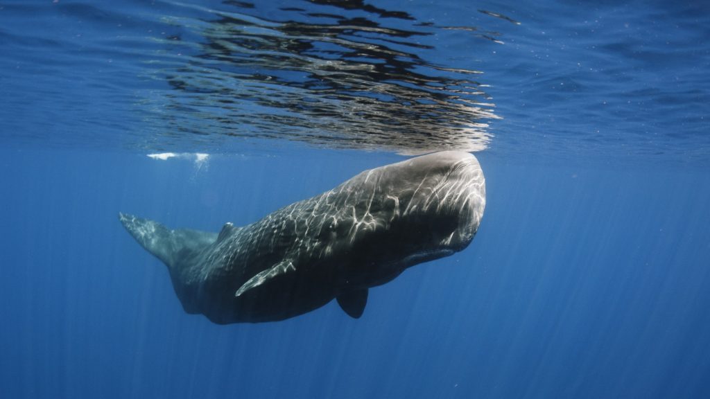 Whale Underwater in Mirissa Sri Lanka