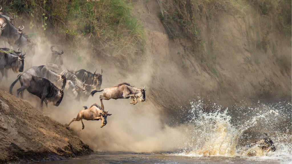 Tanzania Wildlife Plunging into Water