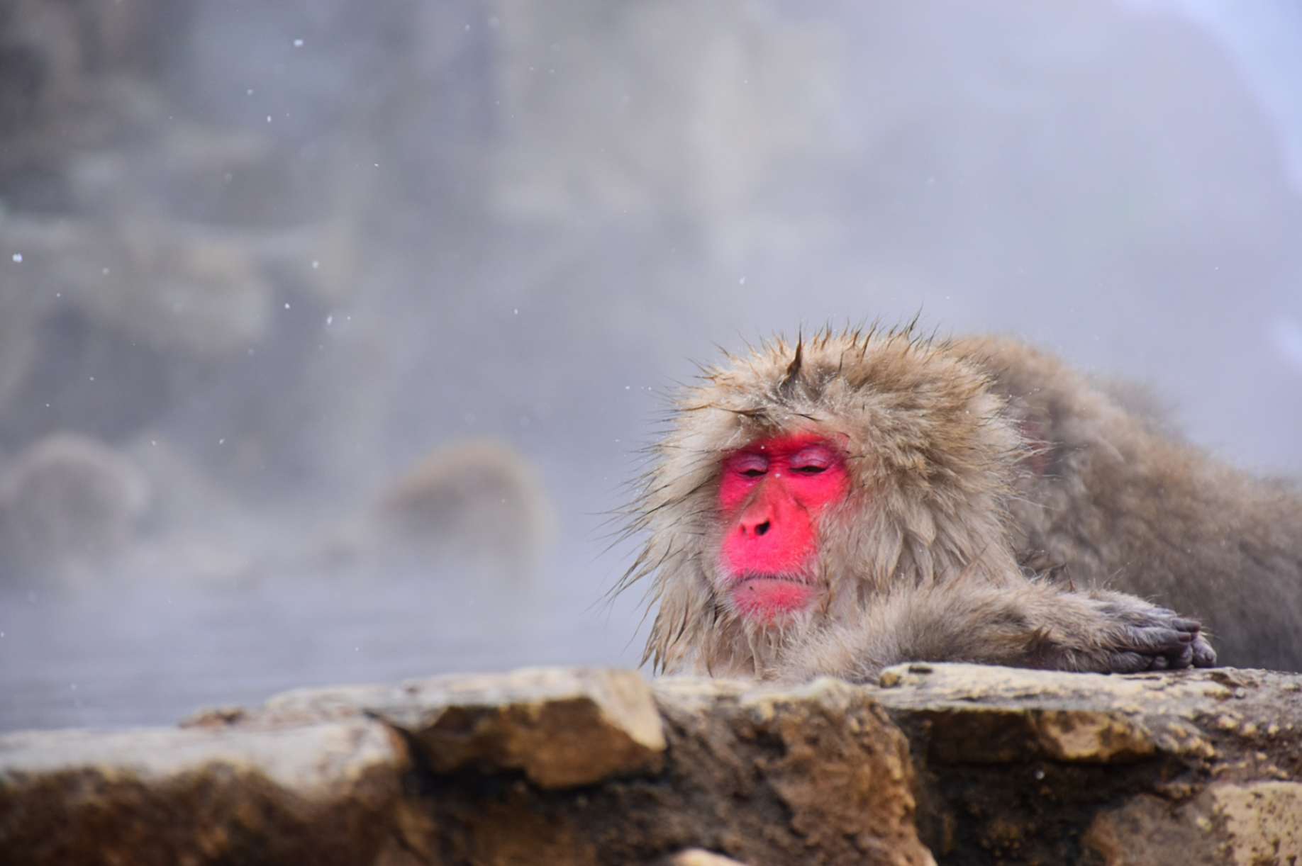 Japanese macaque relaxing in onsen, Japan
