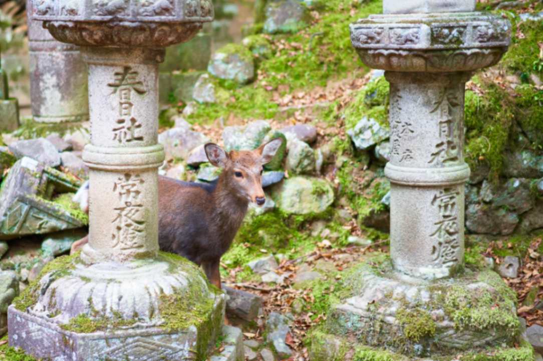 Discover Nara's Deer Park in Japan
