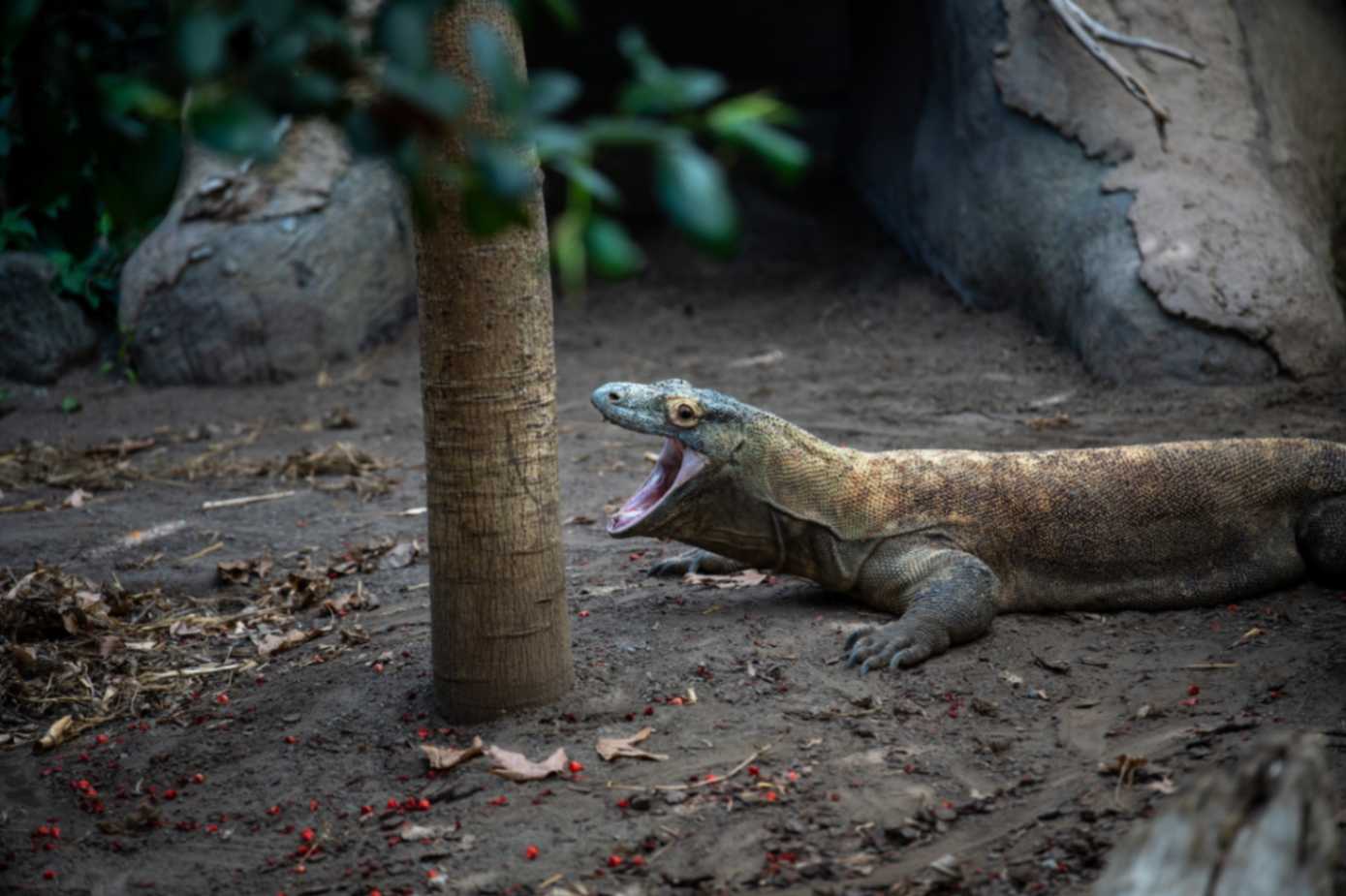 encounter-komodo-dragons-indonesia Encounter Komodo Dragons (Komodo Island)
