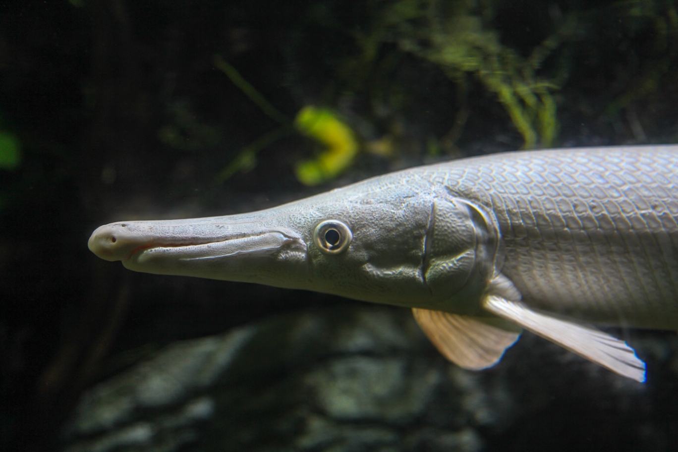 Fish in the S.E.A. Aquarium in Sentosa Singapore