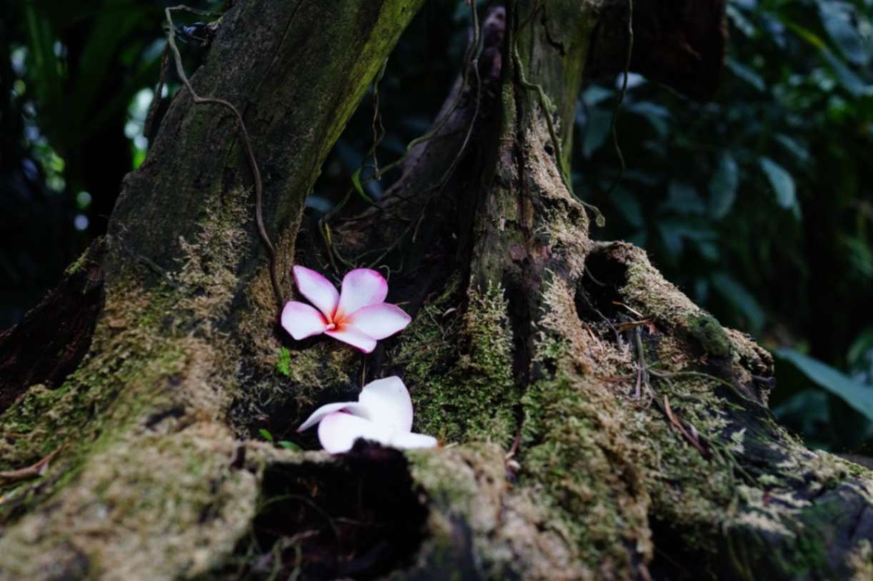Singapore Botanic Gardens