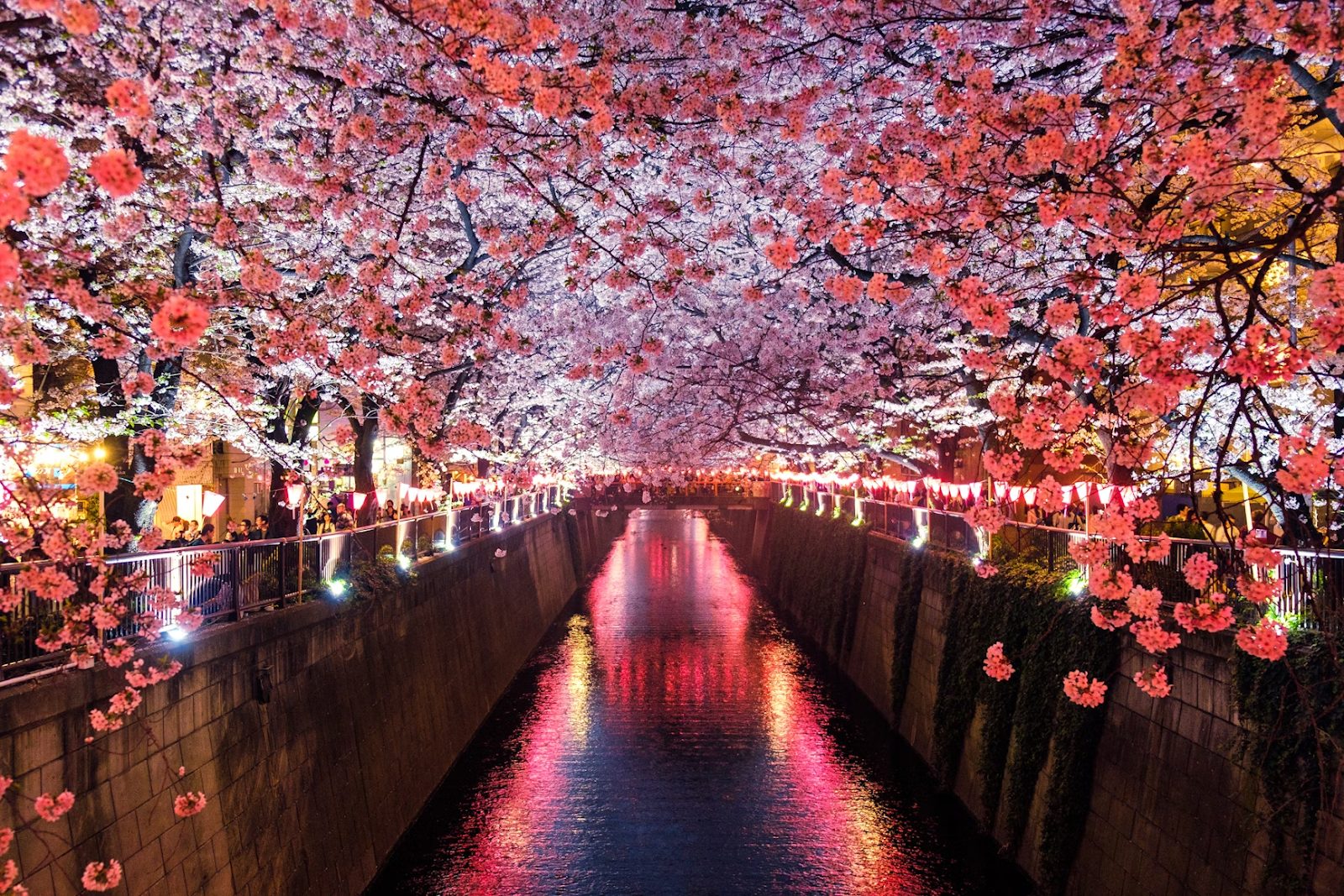 Cherry Blossom in Japan