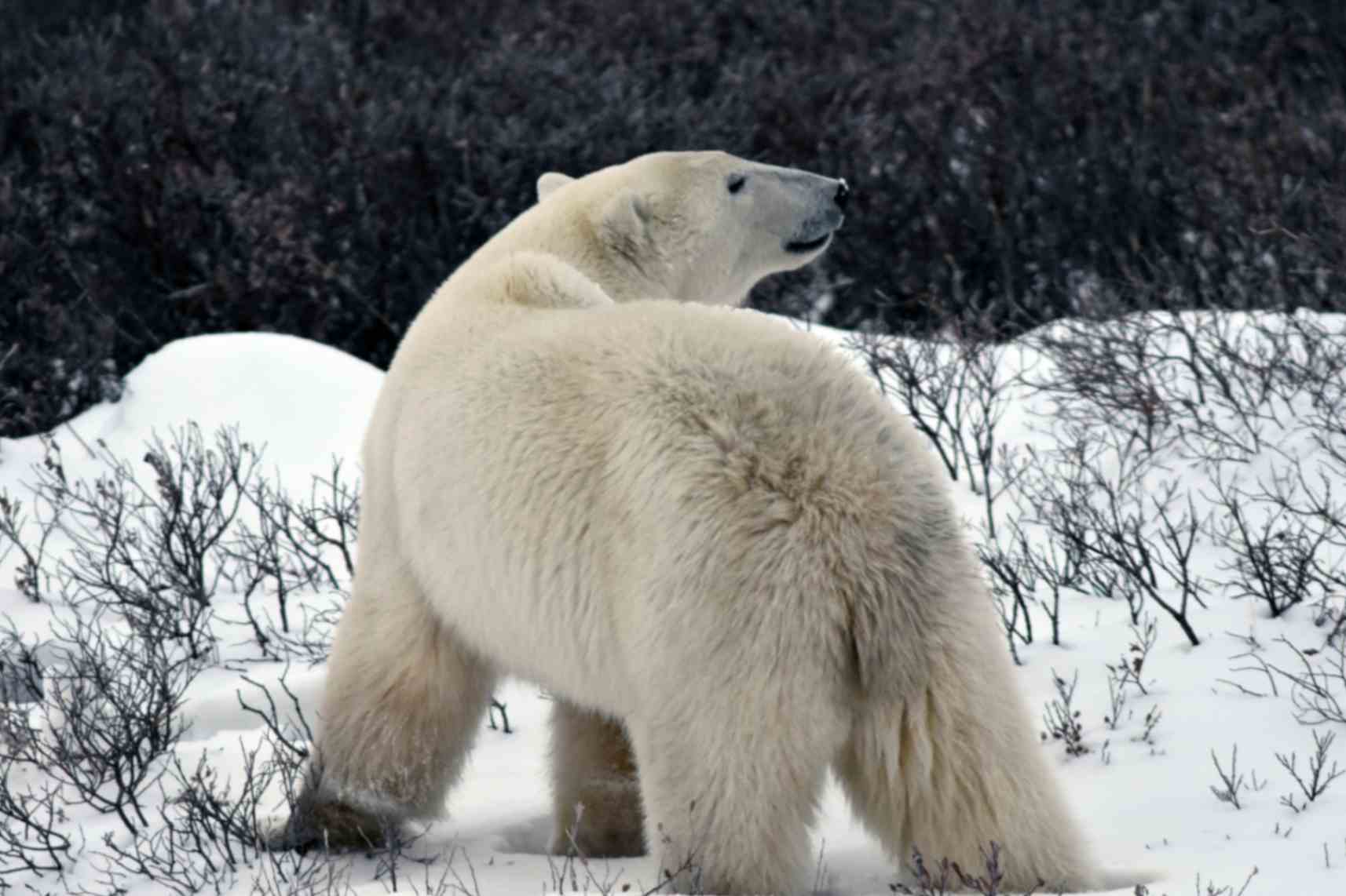 Polar bear adventure in Churchill, Manitoba, Canada