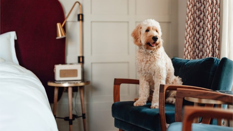 Luxury Pet-Friendly Hotels You Can Actually Book With Crypto