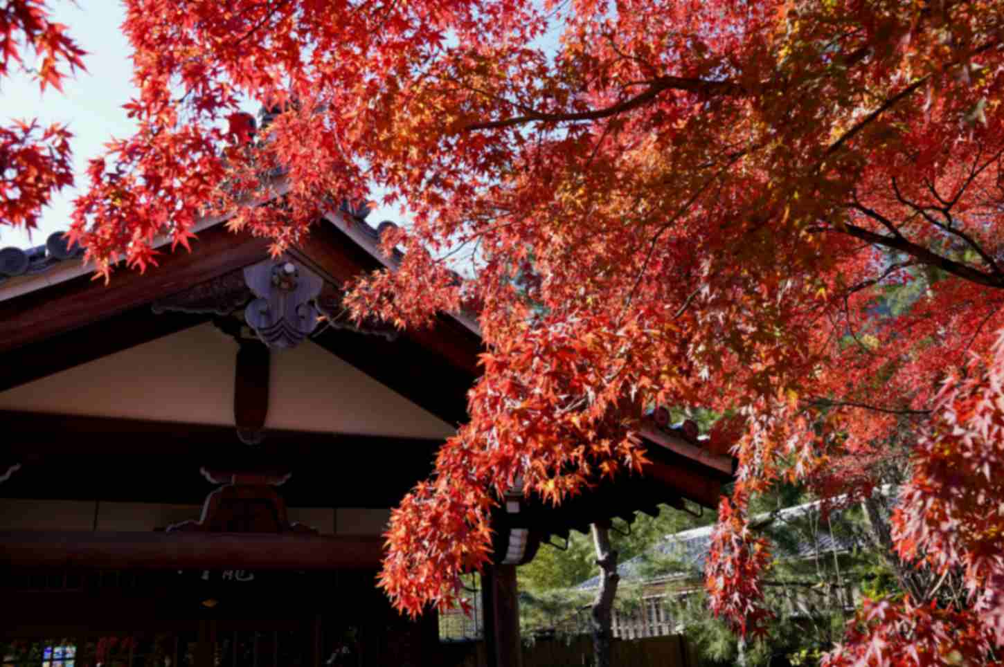 Autumn leaves in Kyoto Japan