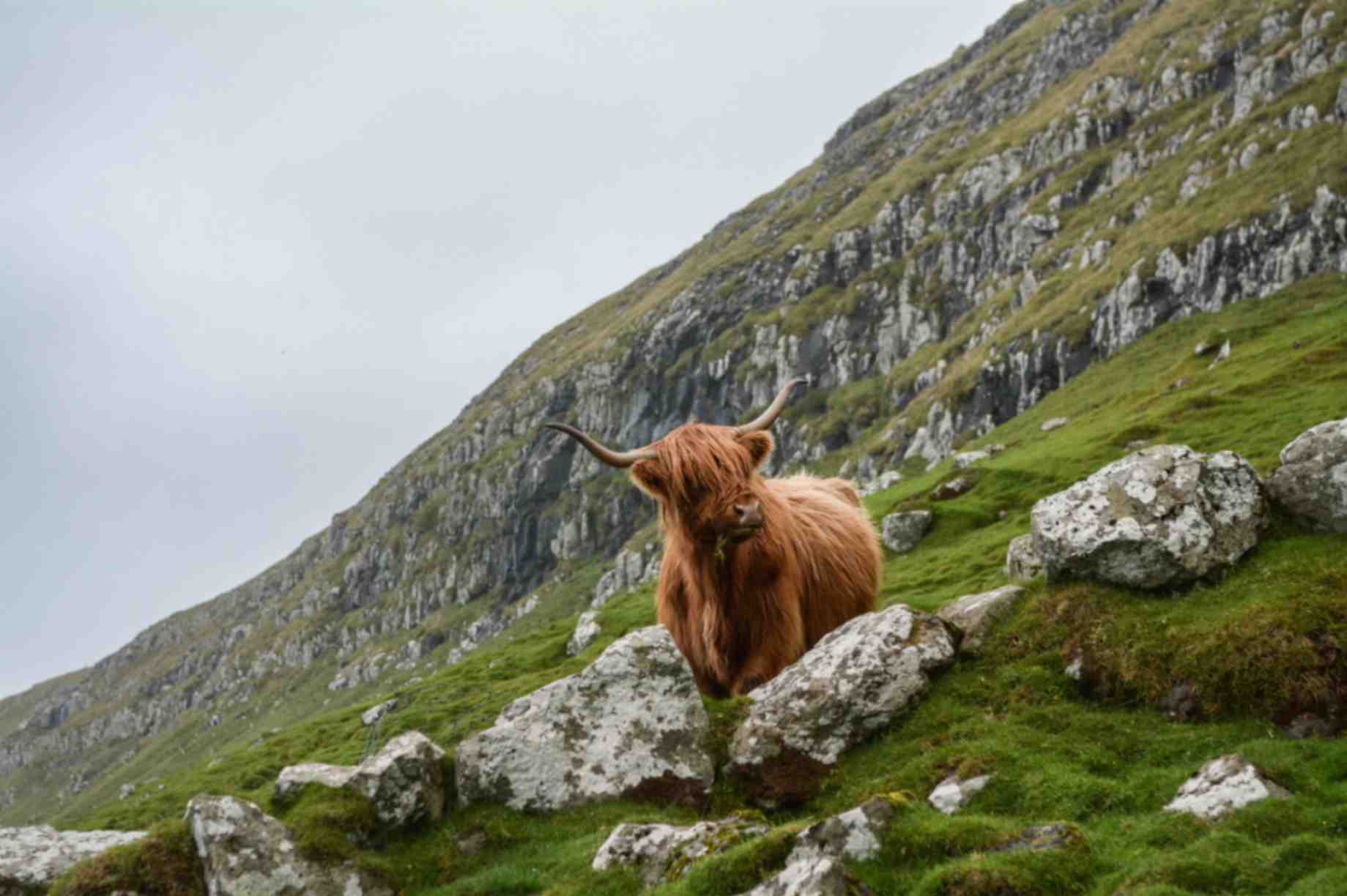 Highland cattle in Scotland - Best European Destinations in August