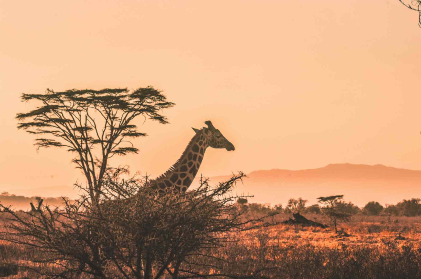 Safari in Kenya - Best Long-Haul Destinations in August