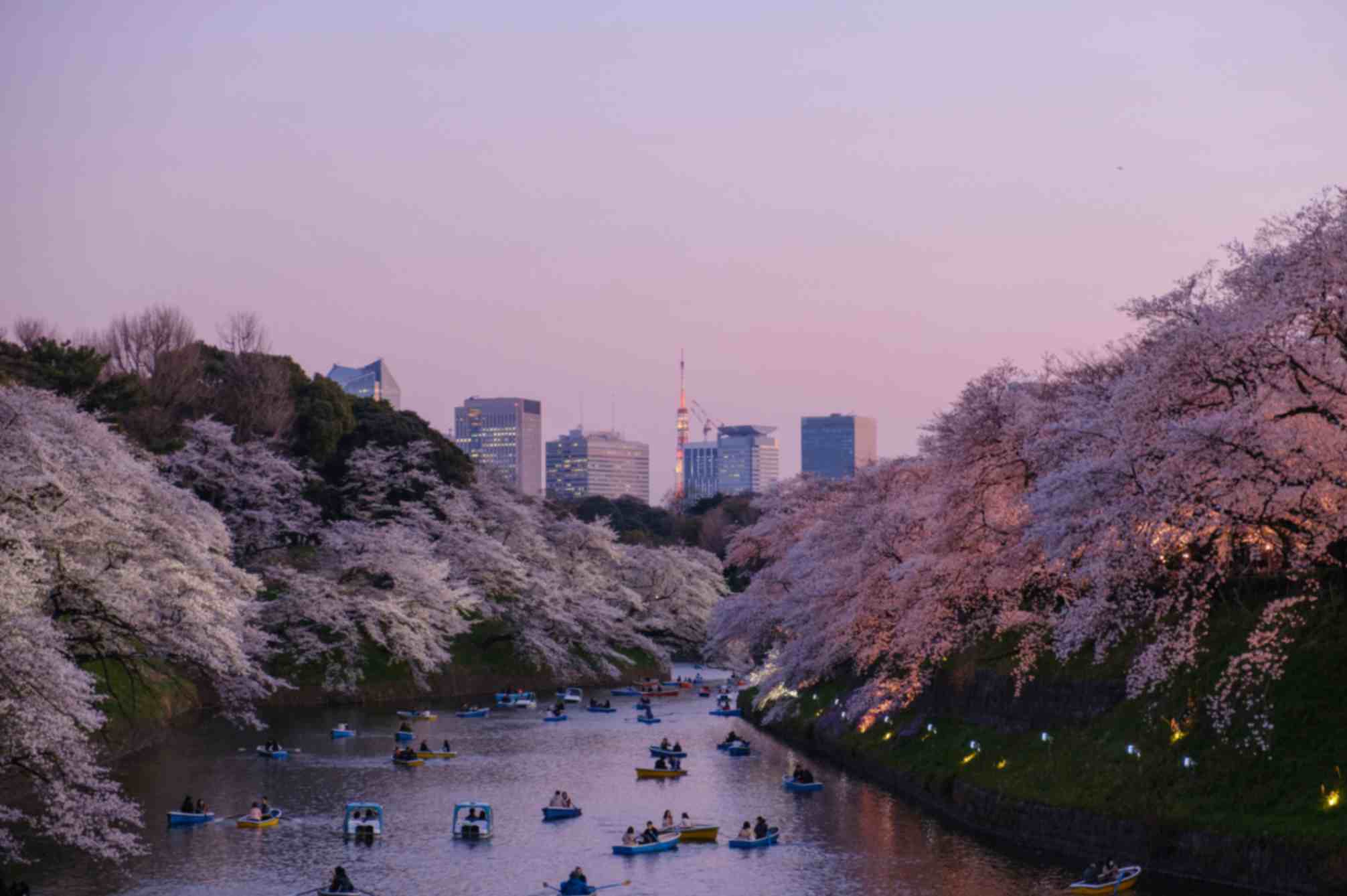Tokyo in April: Cherry Blossoms and Peak Spring Demand