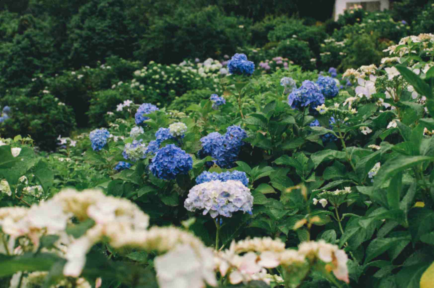 Tokyo in June: Rainy Season, Hydrangeas and Smaller Trade-Offs Than You Might Expect