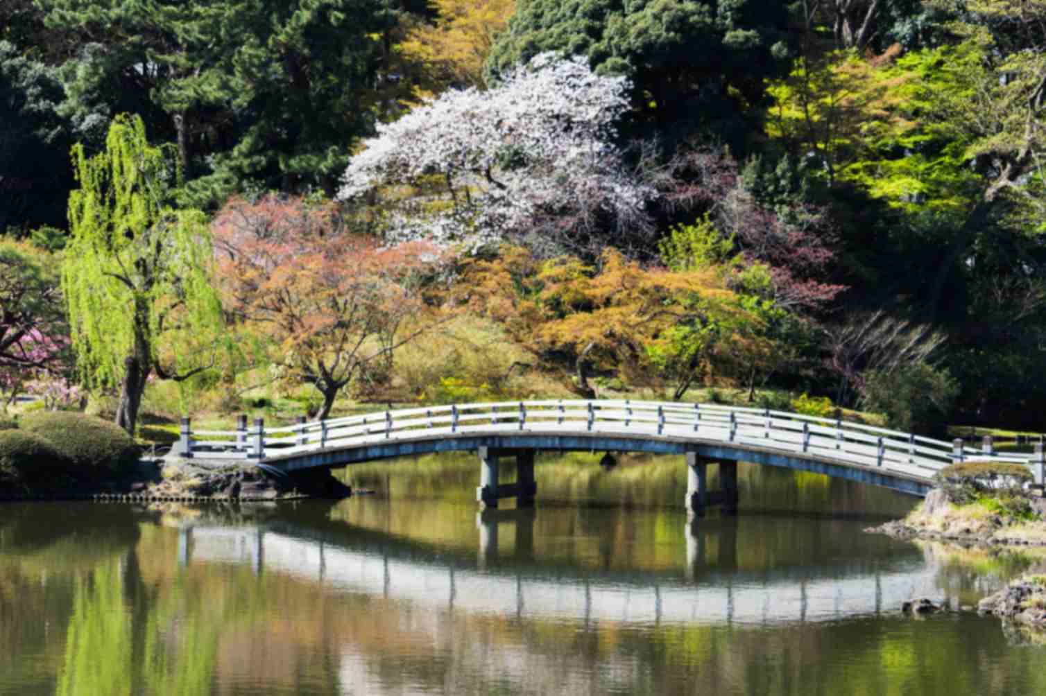 Tokyo in March: Early Spring and Cherry Blossom Anticipation